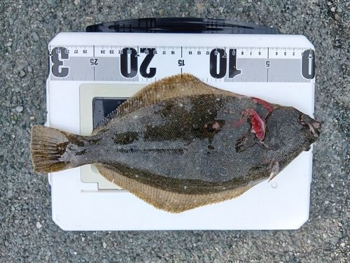 ソゲの釣果
