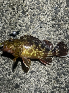 カサゴの釣果
