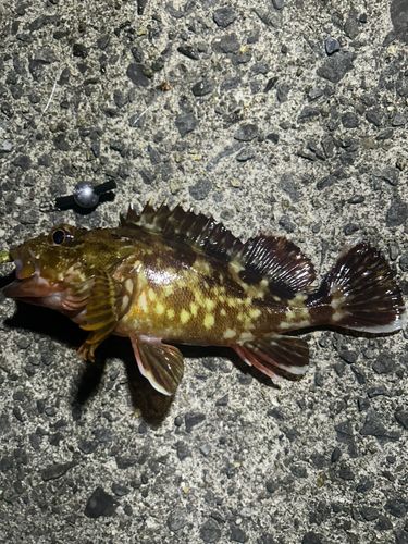 カサゴの釣果