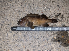 ガヤの釣果