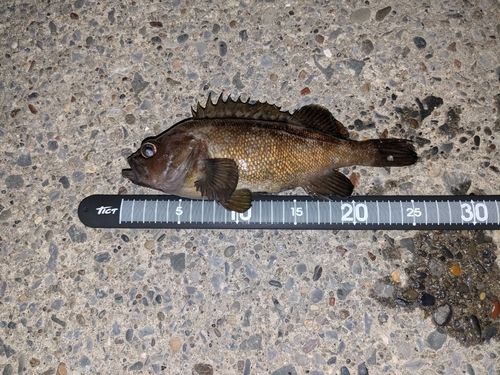 ガヤの釣果