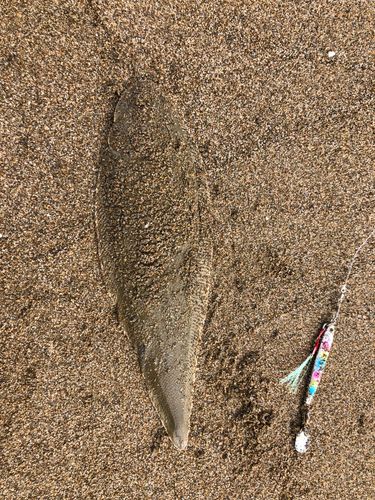 シタビラメの釣果
