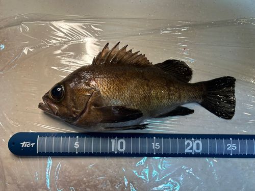 メバルの釣果