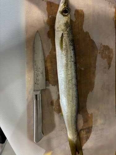 カマスの釣果