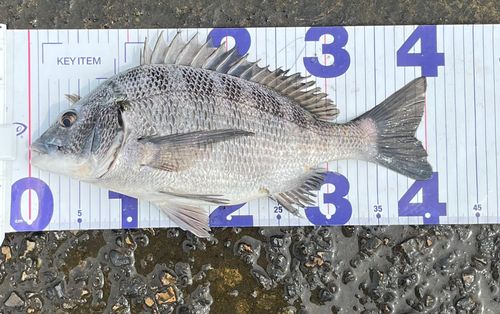 クロダイの釣果