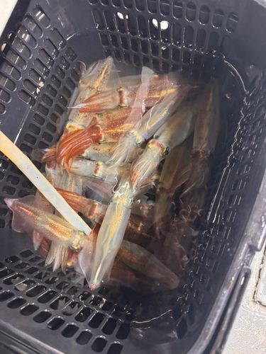 ケンサキイカの釣果