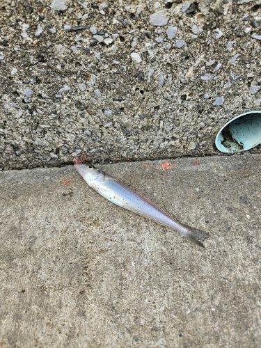 キスの釣果