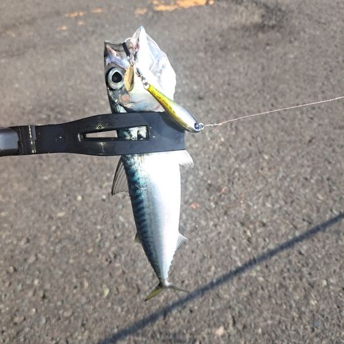 釣果