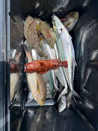 サゴシの釣果