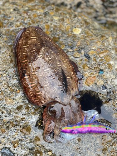 コウイカの釣果