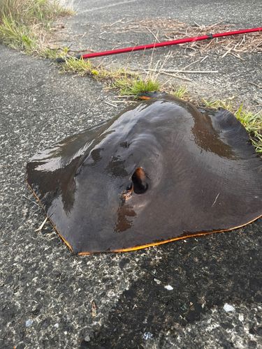 エイの釣果