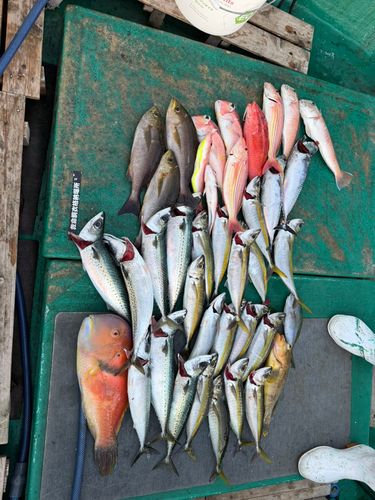 シロアマダイの釣果