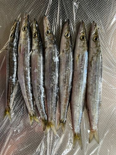 カマスの釣果
