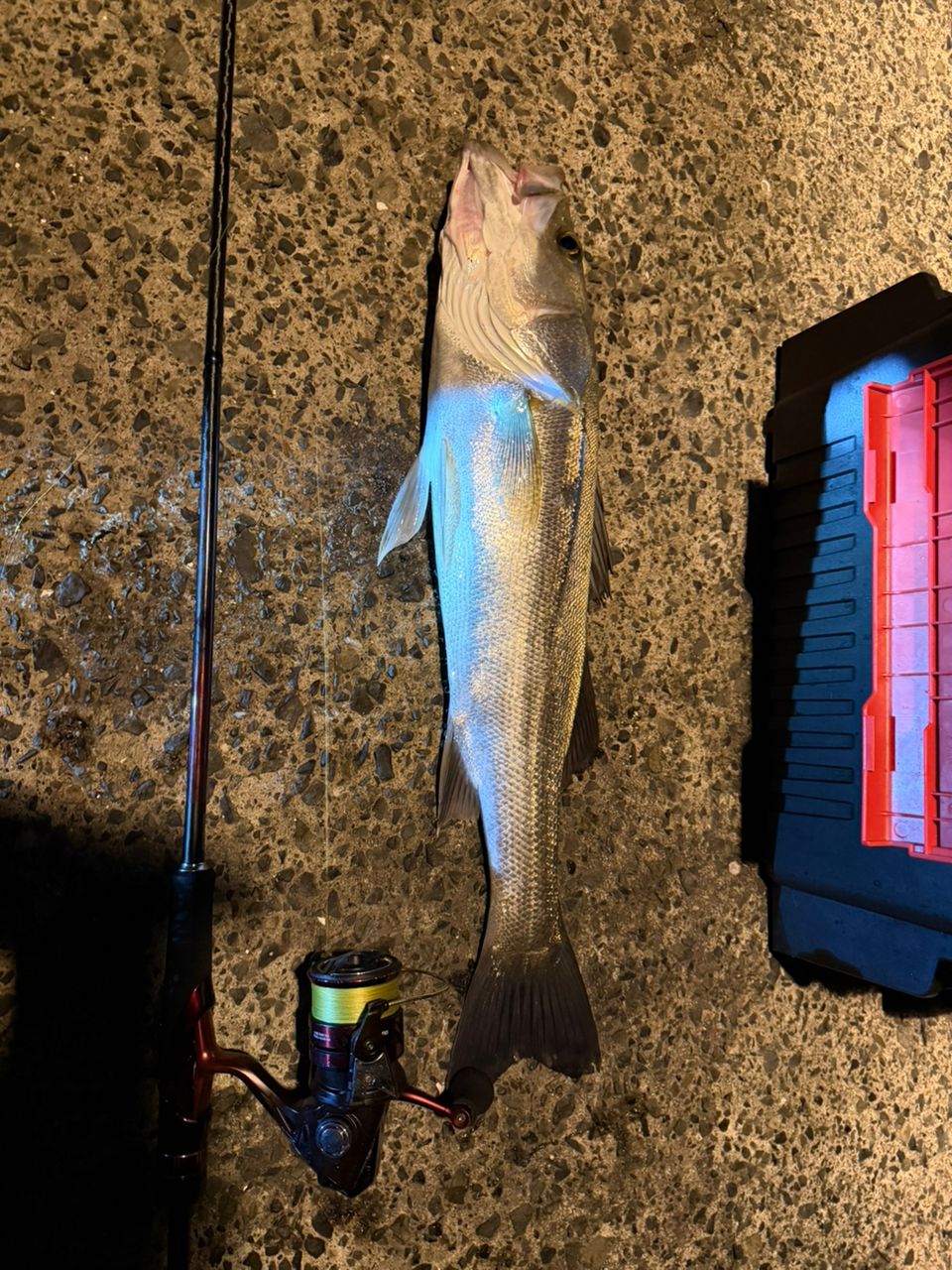 セイゴ（マルスズキ）の釣果写真