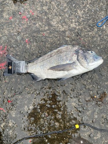 チヌの釣果
