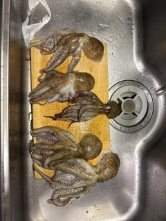 タコの釣果