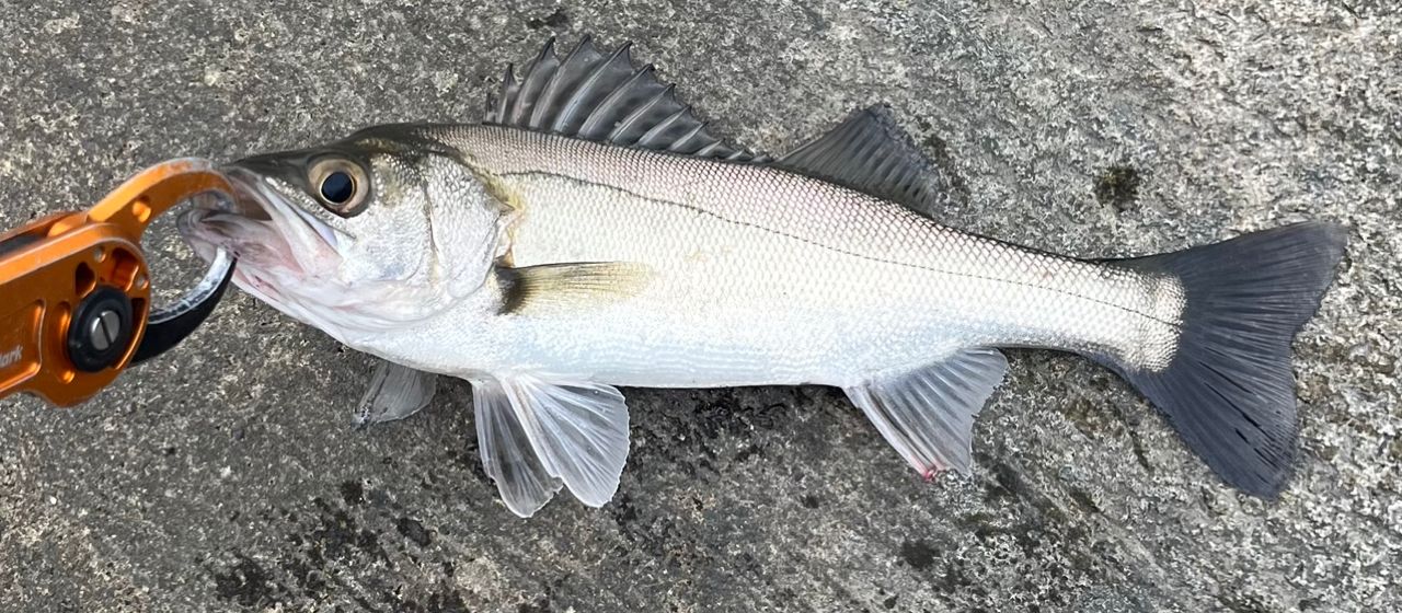DAIWA 21モアザン ブランジーノ EX AGS 87MLの最安値・インプレ・釣果