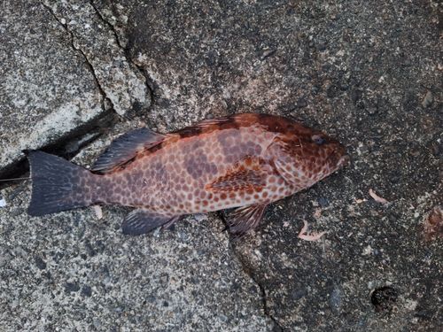 オオモンハタの釣果