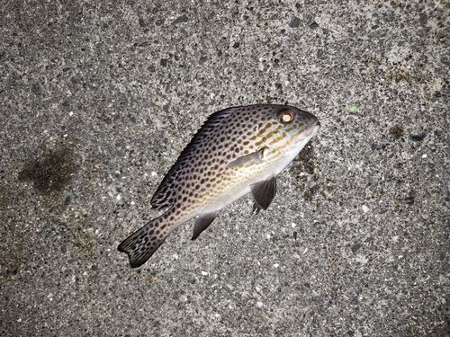 コロダイの釣果