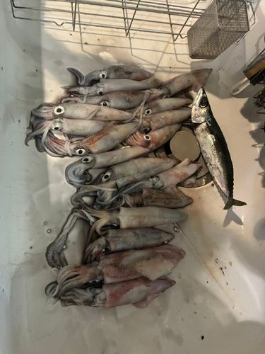 ケンサキイカの釣果