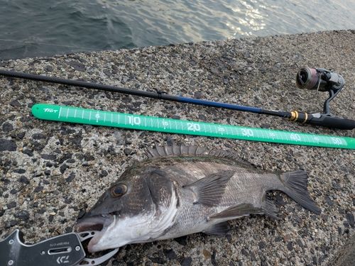 チヌの釣果
