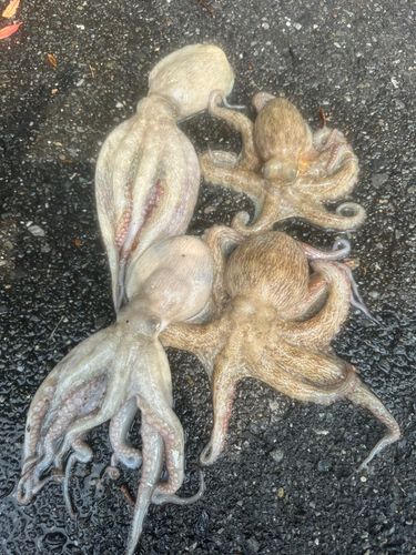 マダコの釣果