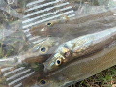 キスの釣果
