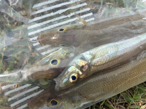 キスの釣果