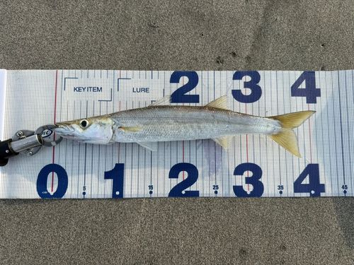 カマスの釣果