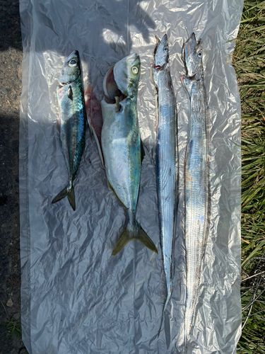 タチウオの釣果