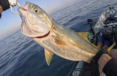 ワラサの釣果