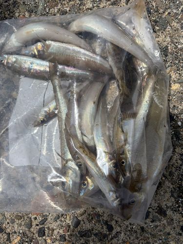 キスの釣果