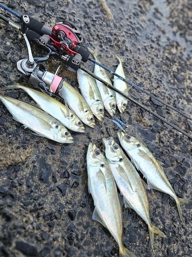 アジの釣果