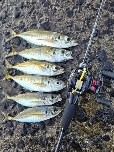 アジの釣果