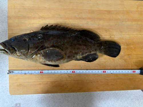 チャイロマルハタの釣果