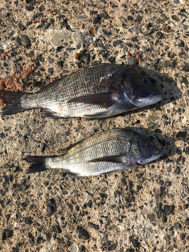 クロダイの釣果