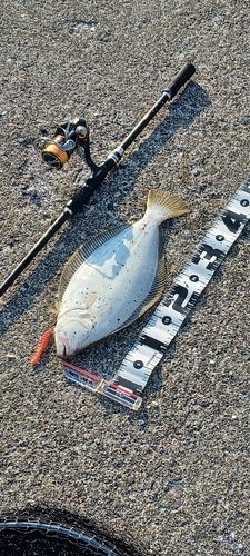 ヒラメの釣果