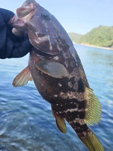 キジハタの釣果