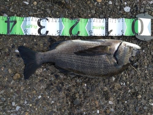 チヌの釣果