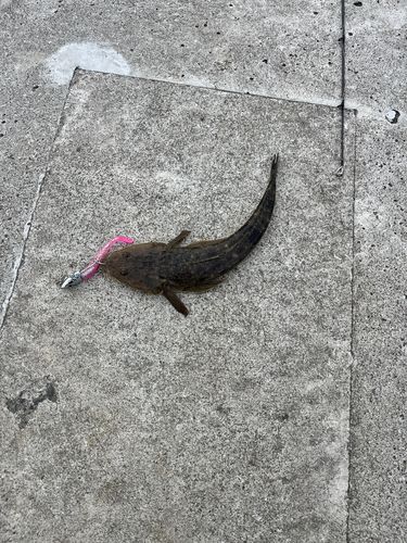 マゴチの釣果