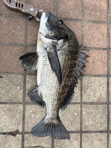 クロダイの釣果