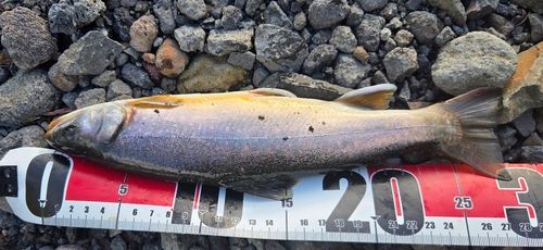 オショロコマの釣果