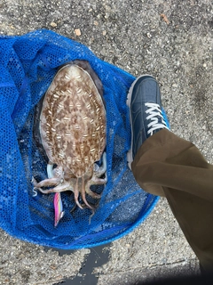 コウイカの釣果