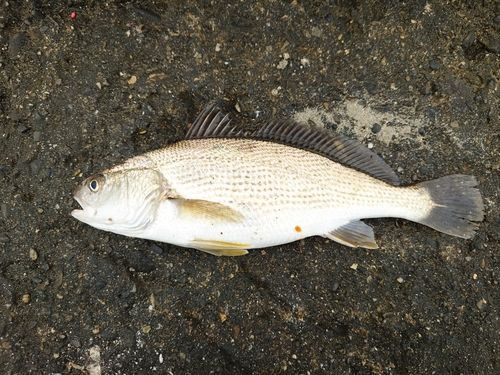 イシモチの釣果