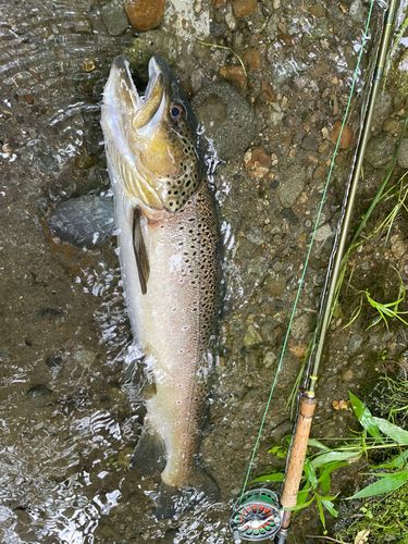 ブラウントラウトの釣果