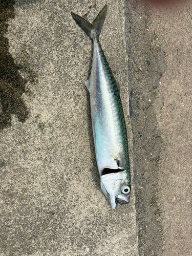 サバの釣果