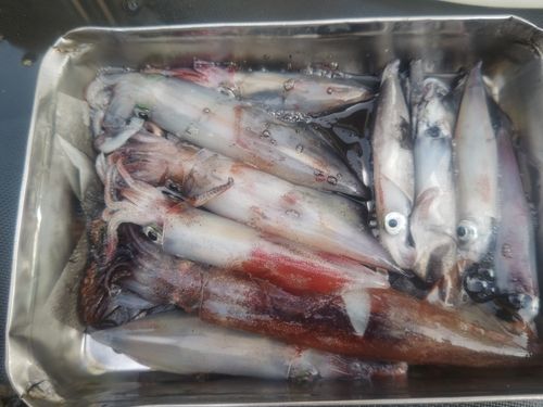 ケンサキイカの釣果