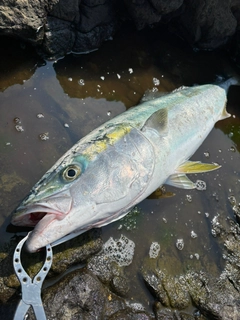 ブリの釣果