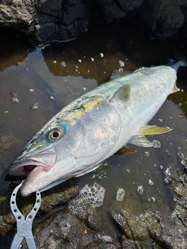 ブリの釣果