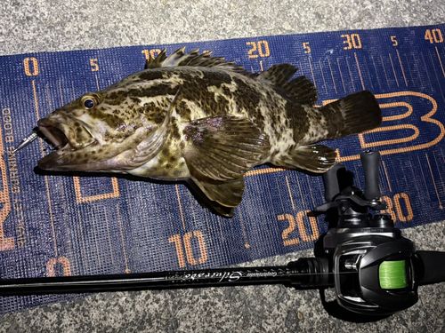タケノコメバルの釣果